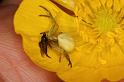 Misumena_vatia_D4928_Z_88_Les Gris_Frankrijk